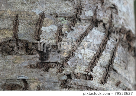 棕熊的棕色標記 79538627