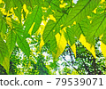 Lush green foliage. Background with leaves and branches. Horizontal photography. 79539071