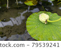 Lotus flower  79539241