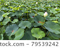 Lotus flower  79539242