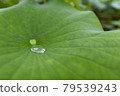 Lotus flower  79539243