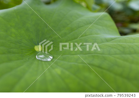 Lotus flower Lotus flower 79539243