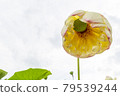 Lotus flower  79539244