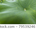 Lotus flower  79539246