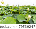 Lotus flower  79539247