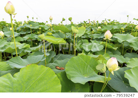 蓮花 蓮花 79539247