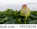 Lotus flower  79539248