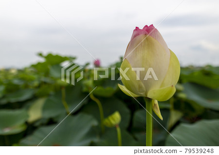 蓮花 蓮花 79539248