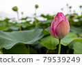 Lotus flower  79539249