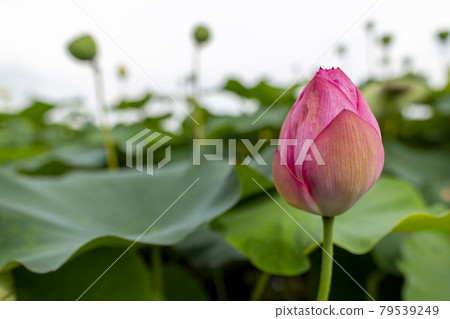 Lotus flower Lotus flower 79539249
