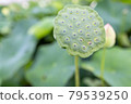 Lotus flower  79539250