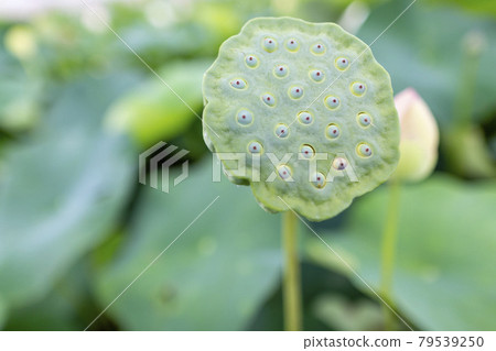 蓮花 蓮花 79539250