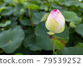 Lotus flower  79539252
