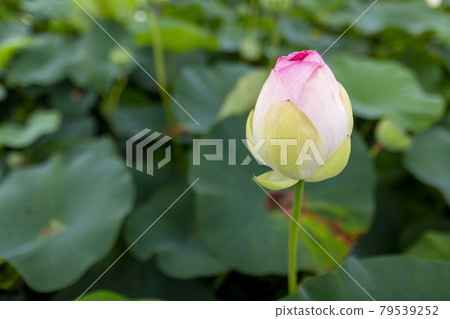 蓮花 蓮花 79539252