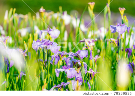 Iris flower [Nagano Prefecture] 79539855