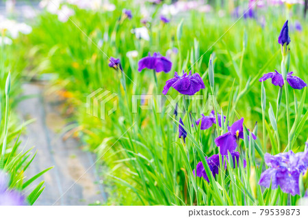 Iris flower [Nagano Prefecture] 79539873