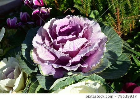 A high-angle photo of a purple leaf peony in the center A high-angle photo of a purple leaf peony in the center 79539937