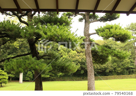 松樹 松樹 79540168