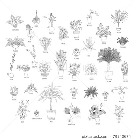 Set of various tropical house plants in planters, with names. Black line art style. 79540674