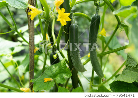 Cucumber in the rainy season (cucumber) Cucumber in the rainy season (cucumber) 79541471