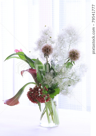 Arrangement of smoke tree Arrangement of smoke tree 79541777