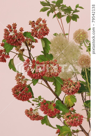 Arrangement of smoke tree Arrangement of smoke tree 79542138