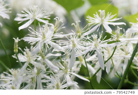 開放的花朵與花蕊和雄蕊並存的鐵線蓮1號 79542749