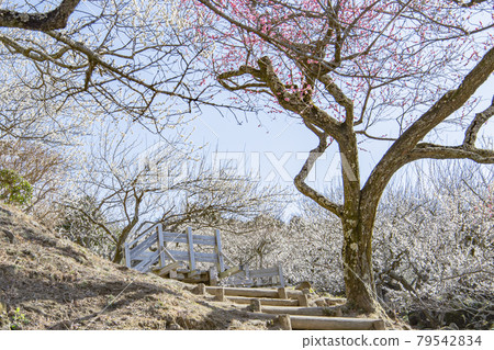 Mt. Tsukuba Bairin 79542834