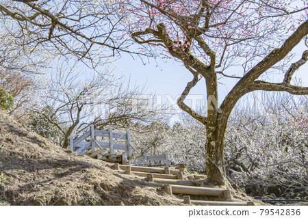 Mt. Tsukuba Bairin 79542836