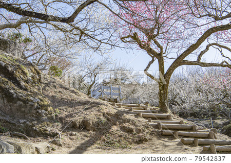 Mt. Tsukuba Bairin 79542837