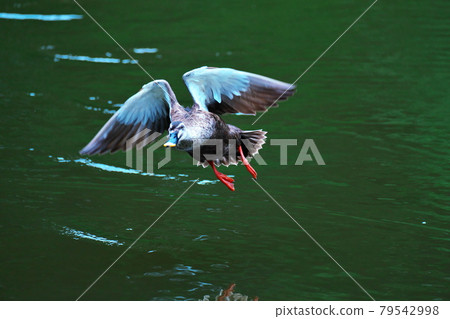 Flying Kalarmo 79542998