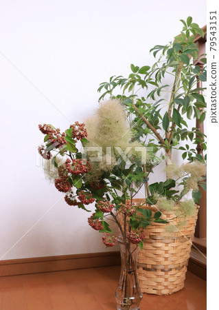 煙樹的佈置 79543151