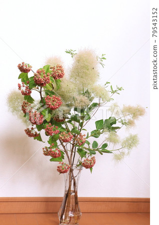 Arrangement of smoke tree Arrangement of smoke tree 79543152
