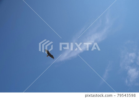 A kite flying in the blue sky with feather-shaped clouds floating A kite flying in the blue sky with feather-shaped clouds floating 79543598