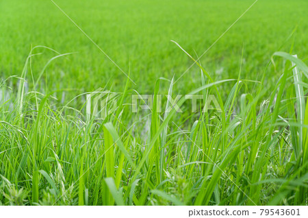 Lively grass in front of rice fields Lively grass in front of rice fields 79543601