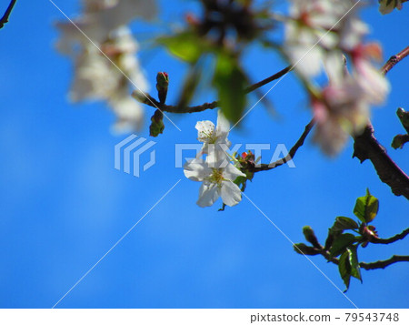 Sakurajima cherry blossoms Sakurajima cherry blossoms 79543748