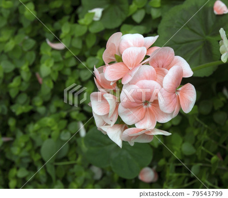 Close up of Rose Geranium (Pelargonium Graveolens) flower 79543799