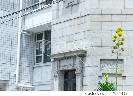 龍舌蘭花 龍舌蘭花 79543951