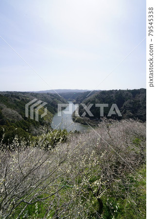Tsukigase Umebayashi Plum blossoms in full bloom Tsukigase Umebayashi Plum blossoms in full bloom 79545338