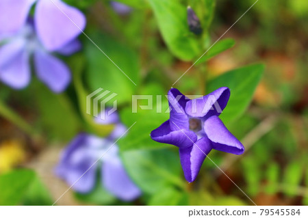Periwinkle Periwinkle 79545584
