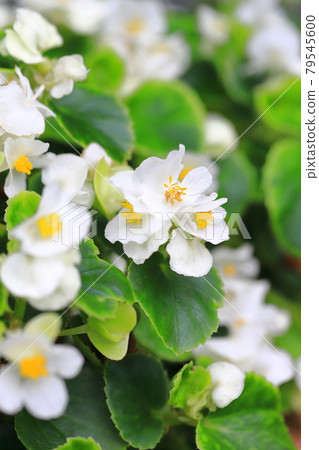White begonia White begonia 79545600