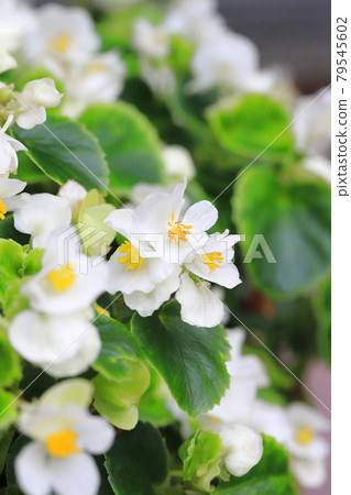 White begonia White begonia 79545602