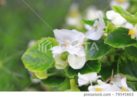 White begonia White begonia 79545603