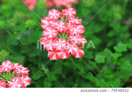 Pretty verbena (Himebijo Sakura) Pretty verbena (Himebijo Sakura) 79546032