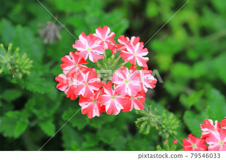 Pretty verbena (Himebijo Sakura) 79546033