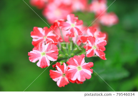 Pretty verbena (Himebijo Sakura) 79546034
