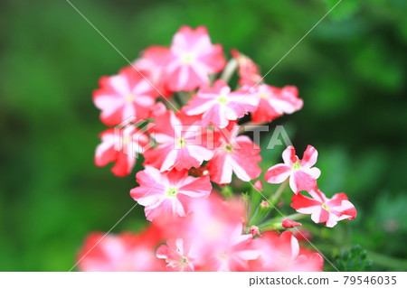 Pretty verbena (Himebijo Sakura) 79546035