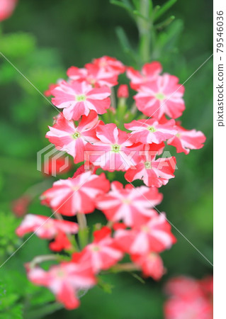 漂亮的馬鞭草(Himebijo Sakura) 漂亮的馬鞭草(Himebijo Sakura) 79546036