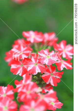 漂亮的馬鞭草（Himebijo Sakura） 79546039