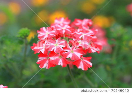 漂亮的馬鞭草（Himebijo Sakura） 79546040